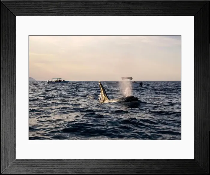 Framed Print : A pod of Killer Whales (Orcinus orca) near tourist boats in the Sea of Cortez, Mexico Framed Print : A pod of Killer Whales (Orcinus orca) near tourist boats in the Sea of Cortez, Mexico