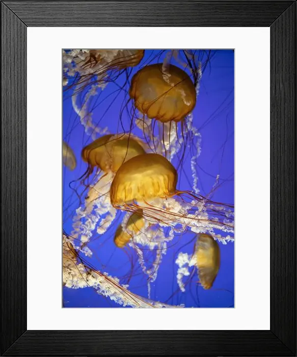 Framed Print : School of golden jellyfish swimming gracefully in deep blue water Framed Print : School of golden jellyfish swimming gracefully in deep blue water