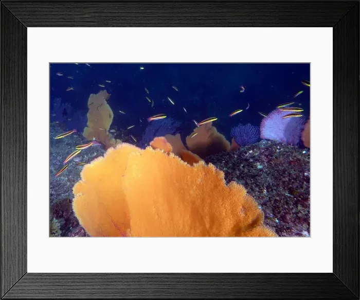 Framed Print : Soft coral in the Pacific Ocean at Baja California Sur, Mexico Framed Print : Soft coral in the Pacific Ocean at Baja California Sur, Mexico