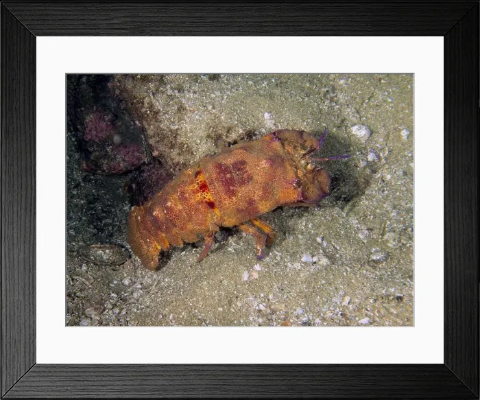 Framed Print : A Galapagos Slipper Lobster (Scyllarides astori) in Baja California Sur, Mexico Framed Print : A Galapagos Slipper Lobster (Scyllarides astori) in Baja California Sur, Mexico