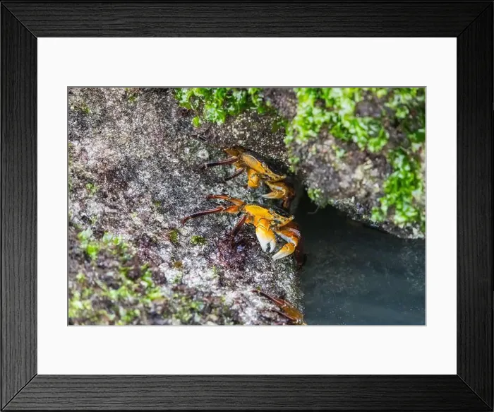 Framed Print : Two crabs emerging from moss, one in a cozy nest Framed Print : Two crabs emerging from moss, one in a cozy nest