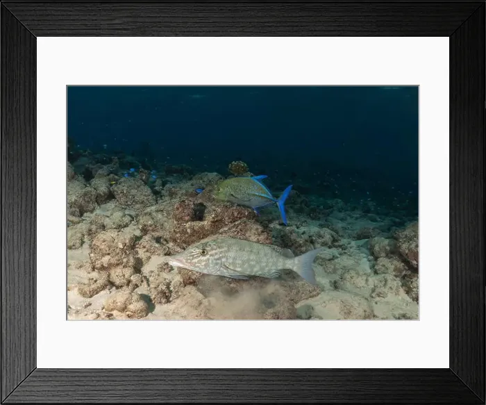 Framed Print : Fish swim at the Tubbataha Reefs national park Philippines Framed Print : Fish swim at the Tubbataha Reefs national park Philippines