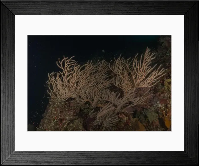 Framed Print : Coral reef and water plants at the Tubbataha Reefs, Philippines Framed Print : Coral reef and water plants at the Tubbataha Reefs, Philippines