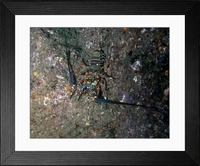 Framed Print : A Blue Spiny Lobster (Panulirus inflatus) in Cabo San Lucas, BCS, Mexico Framed Print : A Blue Spiny Lobster (Panulirus inflatus) in Cabo San Lucas, BCS, Mexico