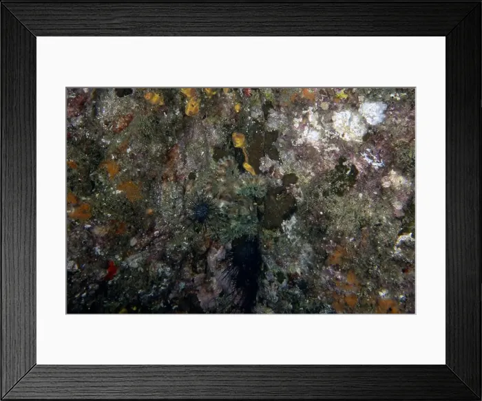 Framed Print : Common Octopus (Octopus vulgaris) in Baja California Sur, Mexico Framed Print : Common Octopus (Octopus vulgaris) in Baja California Sur, Mexico