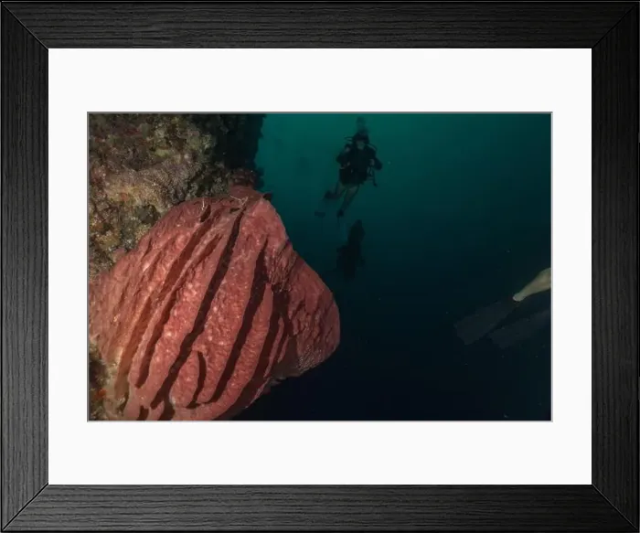 Framed Print : Coral reef and water plants at the Tubbataha Reefs, Philippines Framed Print : Coral reef and water plants at the Tubbataha Reefs, Philippines