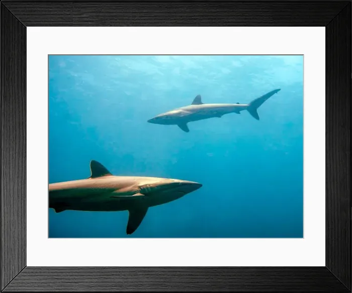 Framed Print : Silky Shark (Carcharhinus falciformis) in the Pacific Ocean, Baja California Sur, Mexico Framed Print : Silky Shark (Carcharhinus falciformis) in the Pacific Ocean, Baja California Sur, Mexico