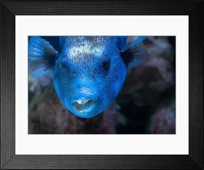 Framed Print : Portrait of a Map Puffer (Arothron mappa) Fish Framed Print : Portrait of a Map Puffer (Arothron mappa) Fish