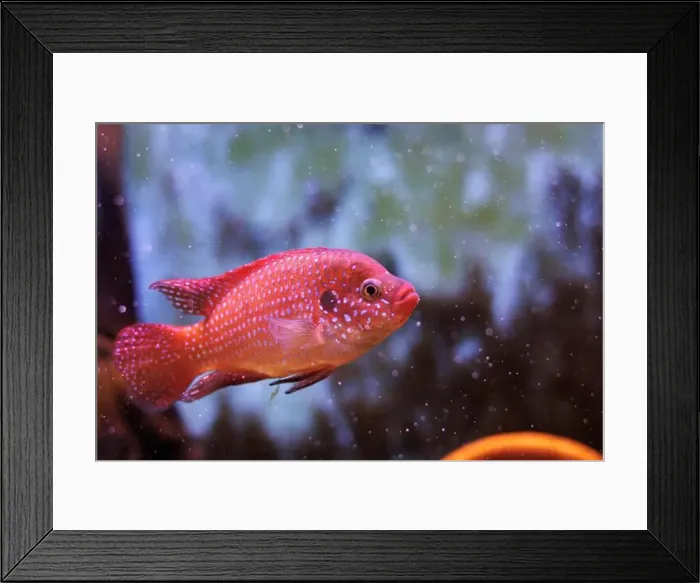 Framed Print : Blood-Red Jewel Cichlid - Hemichromis lifalili Framed Print : Blood-Red Jewel Cichlid - Hemichromis lifalili