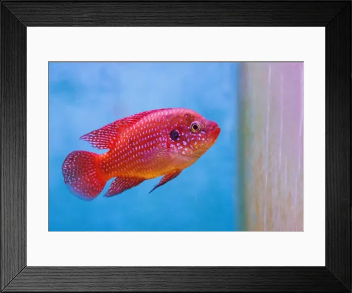 Framed Print : Blood-Red Jewel Cichlid - Hemichromis lifalili Framed Print : Blood-Red Jewel Cichlid - Hemichromis lifalili