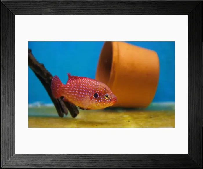 Framed Print : Blood-Red Jewel Cichlid - Hemichromis lifalili Framed Print : Blood-Red Jewel Cichlid - Hemichromis lifalili