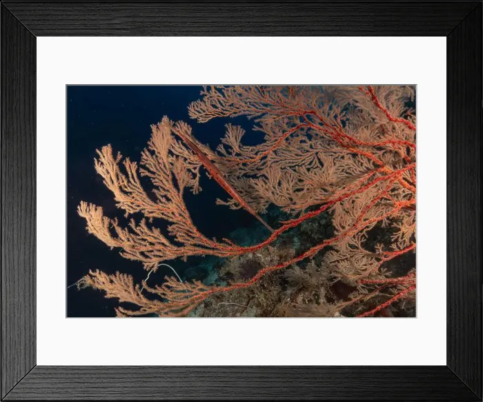 Framed Print : Coral reef and water plants at the Tubbataha Reefs, Philippines Framed Print : Coral reef and water plants at the Tubbataha Reefs, Philippines