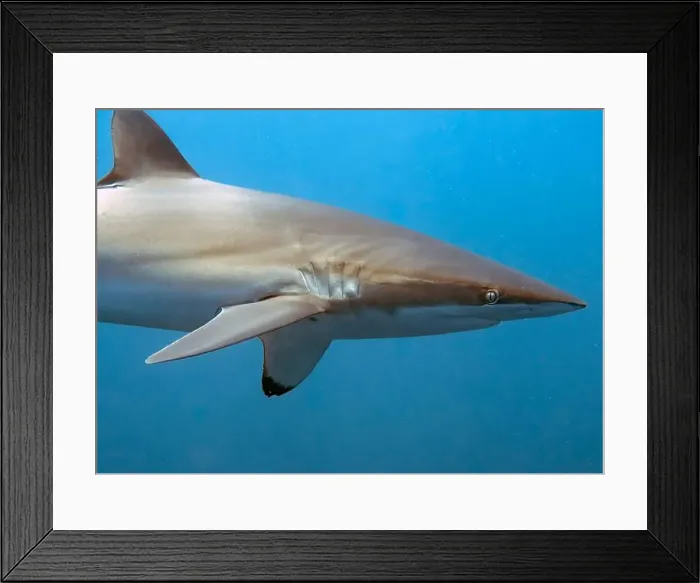 Framed Print : Silky Shark (Carcharhinus falciformis) in the Pacific Ocean, Baja California Sur, Mexico Framed Print : Silky Shark (Carcharhinus falciformis) in the Pacific Ocean, Baja California Sur, Mexico