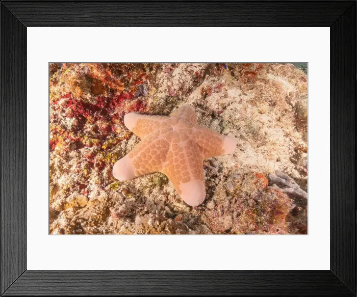 Framed Print : Starfish On the seabed at the Tubbataha Reefs Philippines Framed Print : Starfish On the seabed at the Tubbataha Reefs Philippines