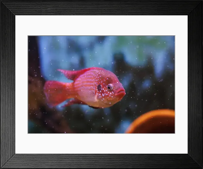 Framed Print : Blood-Red Jewel Cichlid - Hemichromis lifalili Framed Print : Blood-Red Jewel Cichlid - Hemichromis lifalili