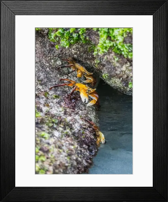 Framed Print : Tiny crabs scuttle on rocks by the ocean shore Framed Print : Tiny crabs scuttle on rocks by the ocean shore