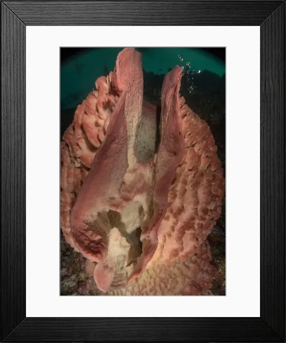 Framed Print : Coral reef and water plants at the Tubbataha Reefs, Philippines Framed Print : Coral reef and water plants at the Tubbataha Reefs, Philippines