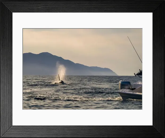 Framed Print : A pod of Killer Whales (Orcinus orca) near tourist boats in the Sea of Cortez, Mexico Framed Print : A pod of Killer Whales (Orcinus orca) near tourist boats in the Sea of Cortez, Mexico