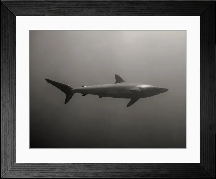 Framed Print : Silky Shark (Carcharhinus falciformis) in the Pacific Ocean, Baja California Sur, Mexico Framed Print : Silky Shark (Carcharhinus falciformis) in the Pacific Ocean, Baja California Sur, Mexico