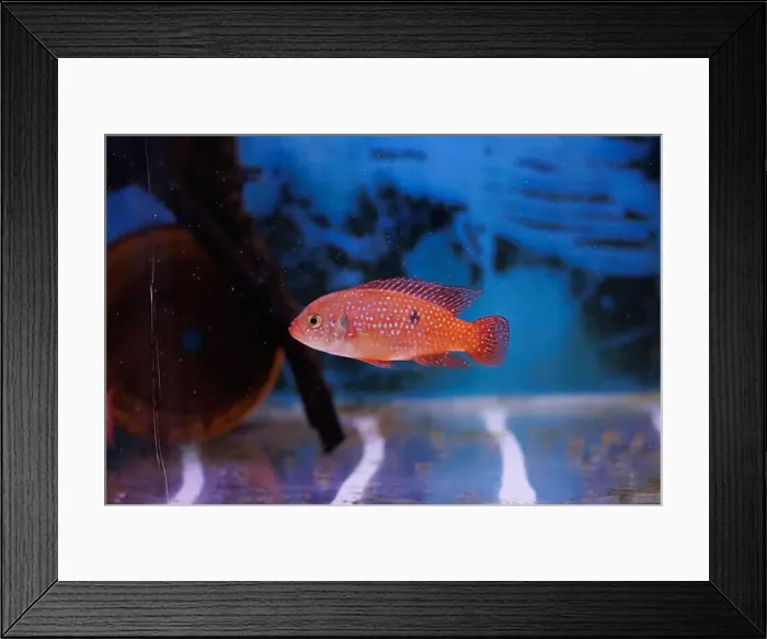 Framed Print : Blood-Red Jewel Cichlid - Hemichromis lifalili Framed Print : Blood-Red Jewel Cichlid - Hemichromis lifalili