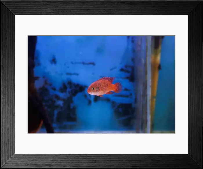 Framed Print : Blood-Red Jewel Cichlid - Hemichromis lifalili Framed Print : Blood-Red Jewel Cichlid - Hemichromis lifalili