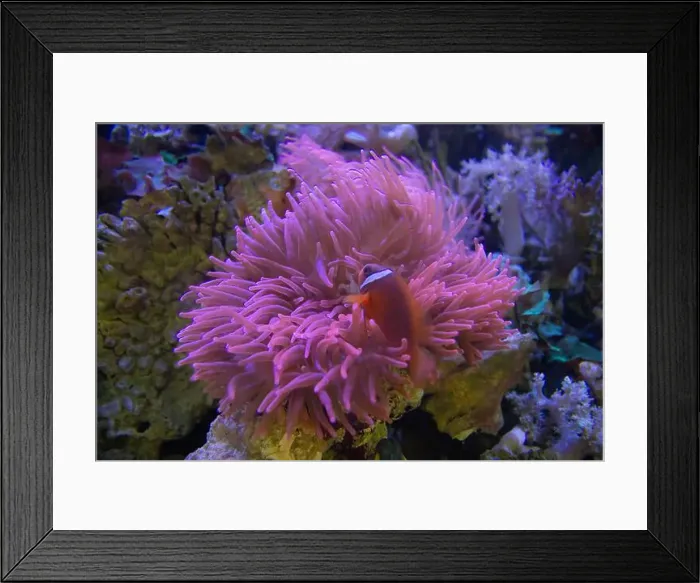Framed Print : Anemone fish with anemone, Sea anemone and clown fish in marine aquarium Framed Print : Anemone fish with anemone, Sea anemone and clown fish in marine aquarium