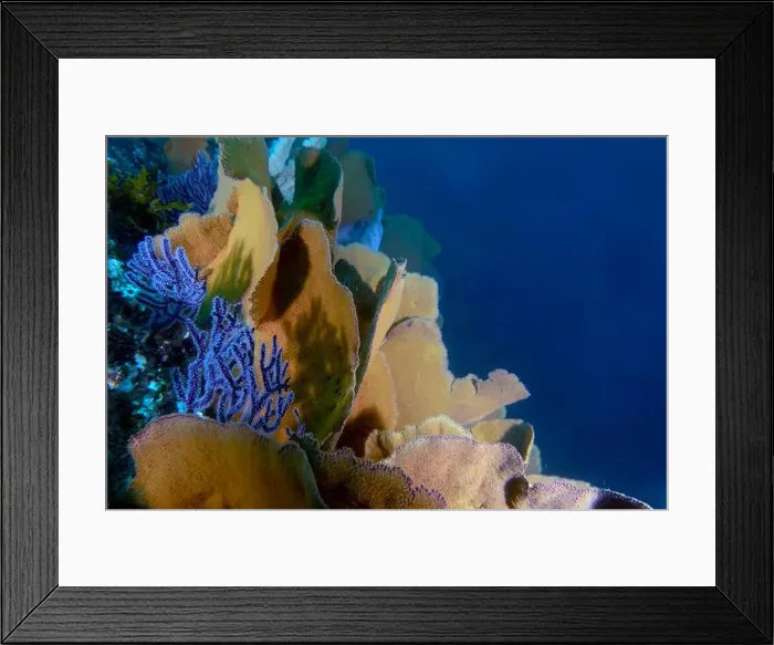 Framed Print : Soft coral in the Pacific Ocean at Baja California Sur, Mexico Framed Print : Soft coral in the Pacific Ocean at Baja California Sur, Mexico