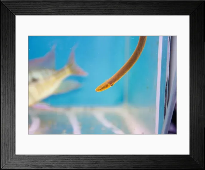 Framed Print : The reedfish, ropefish, or snakefish - (Erpetoichthys calabaricus), photographing in freshwater aquarium tank Framed Print : The reedfish, ropefish, or snakefish - (Erpetoichthys calabaricus), photographing in freshwater aquarium tank