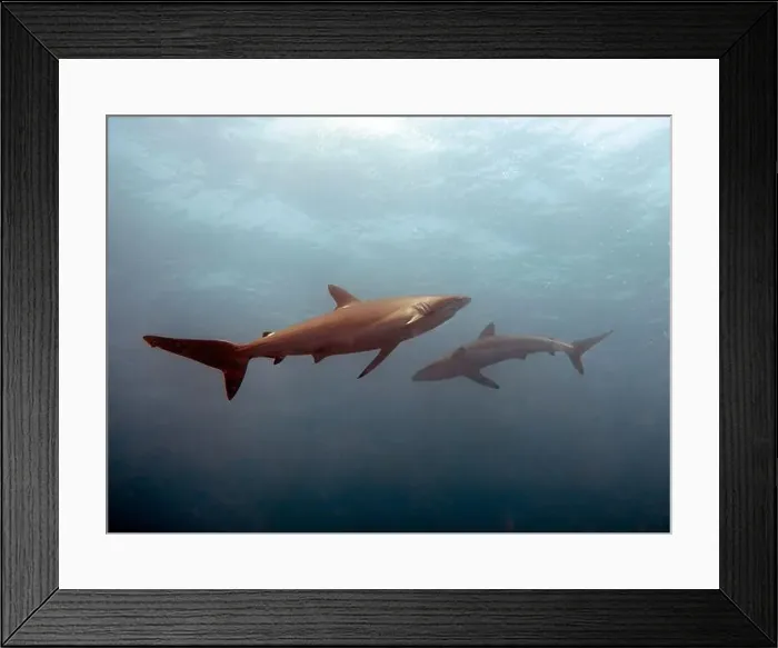 Framed Print : Silky Shark (Carcharhinus falciformis) in the Pacific Ocean, Baja California Sur, Mexico Framed Print : Silky Shark (Carcharhinus falciformis) in the Pacific Ocean, Baja California Sur, Mexico
