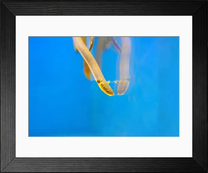 Framed Print : The reedfish, ropefish, or snakefish - (Erpetoichthys calabaricus), photographing in freshwater aquarium tank Framed Print : The reedfish, ropefish, or snakefish - (Erpetoichthys calabaricus), photographing in freshwater aquarium tank