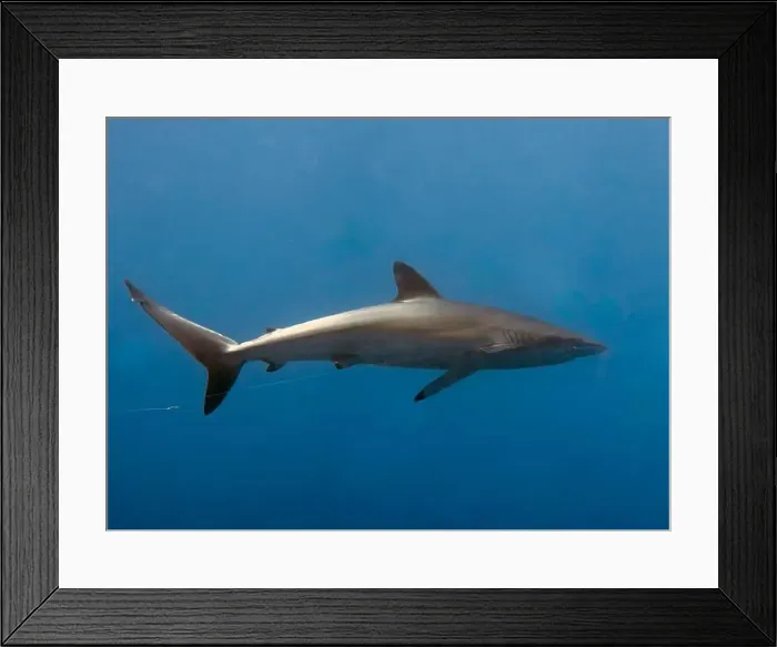 Framed Print : Silky Shark (Carcharhinus falciformis) in the Pacific Ocean, Baja California Sur, Mexico Framed Print : Silky Shark (Carcharhinus falciformis) in the Pacific Ocean, Baja California Sur, Mexico