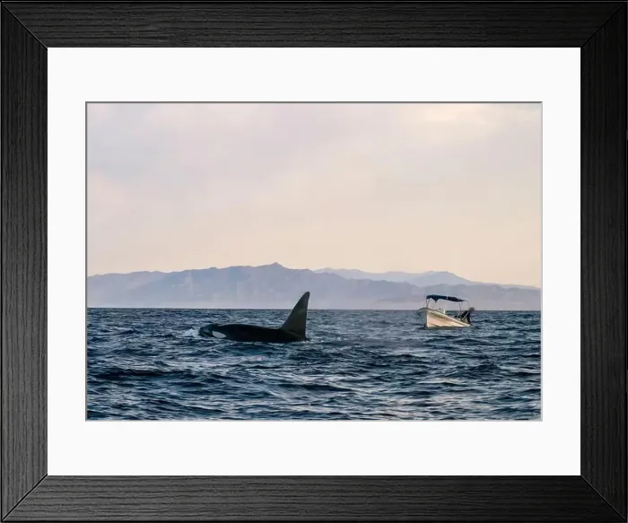 Framed Print : A pod of Killer Whales (Orcinus orca) near tourist boats in the Sea of Cortez, Mexico Framed Print : A pod of Killer Whales (Orcinus orca) near tourist boats in the Sea of Cortez, Mexico