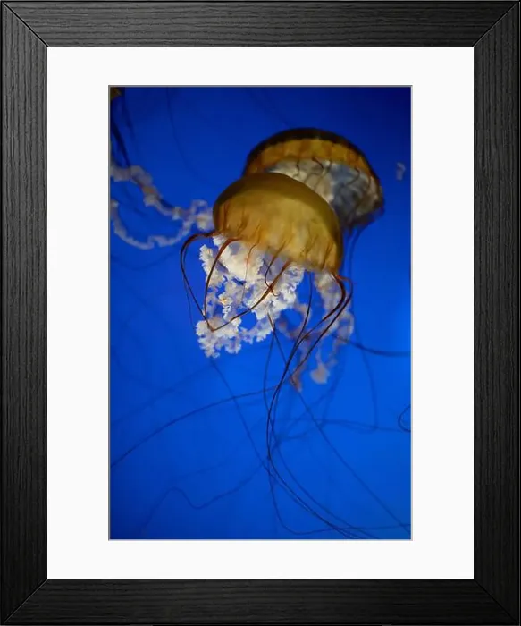 Framed Print : Golden jellyfish gracefully floating in deep blue water Framed Print : Golden jellyfish gracefully floating in deep blue water