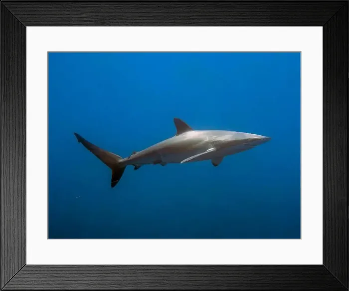 Framed Print : Silky Shark (Carcharhinus falciformis) in the Pacific Ocean, Baja California Sur, Mexico