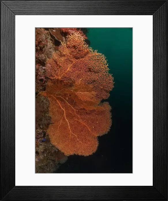 Framed Print : Coral reef and water plants at the Tubbataha Reefs, Philippines Framed Print : Coral reef and water plants at the Tubbataha Reefs, Philippines
