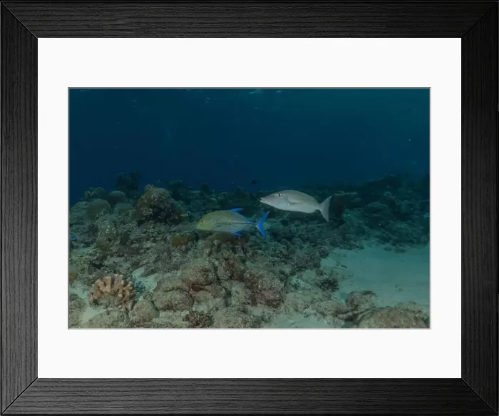 Framed Print : Fish swim at the Tubbataha Reefs national park Philippines Framed Print : Fish swim at the Tubbataha Reefs national park Philippines