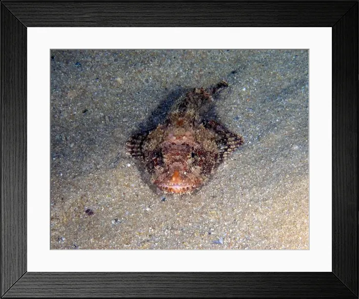 Framed Print : A California Scorpionfish (Scorpaena guttata) in Baja California Sur, Mexico Framed Print : A California Scorpionfish (Scorpaena guttata) in Baja California Sur, Mexico