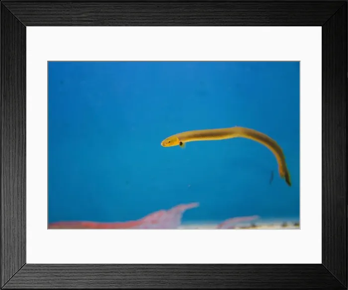 Framed Print : The reedfish, ropefish, or snakefish - (Erpetoichthys calabaricus), photographing in freshwater aquarium tank Framed Print : The reedfish, ropefish, or snakefish - (Erpetoichthys calabaricus), photographing in freshwater aquarium tank