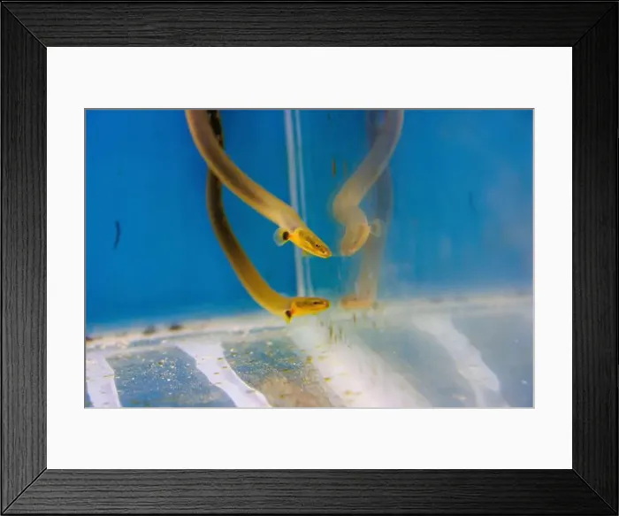 Framed Print : The reedfish, ropefish, or snakefish - (Erpetoichthys calabaricus), photographing in freshwater aquarium tank Framed Print : The reedfish, ropefish, or snakefish - (Erpetoichthys calabaricus), photographing in freshwater aquarium tank