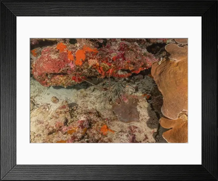 Framed Print : Painted Lobster(Panulirus versicolor) at the Tubbataha Reef National Park Philippines Framed Print : Painted Lobster(Panulirus versicolor) at the Tubbataha Reef National Park Philippines