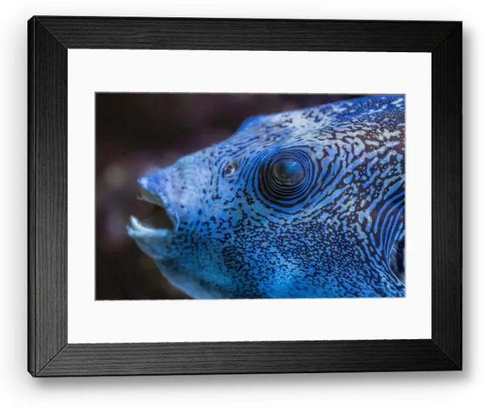 Framed Print : Portrait of a Map Puffer (Arothron mappa) Fish Framed Print : Portrait of a Map Puffer (Arothron mappa) Fish