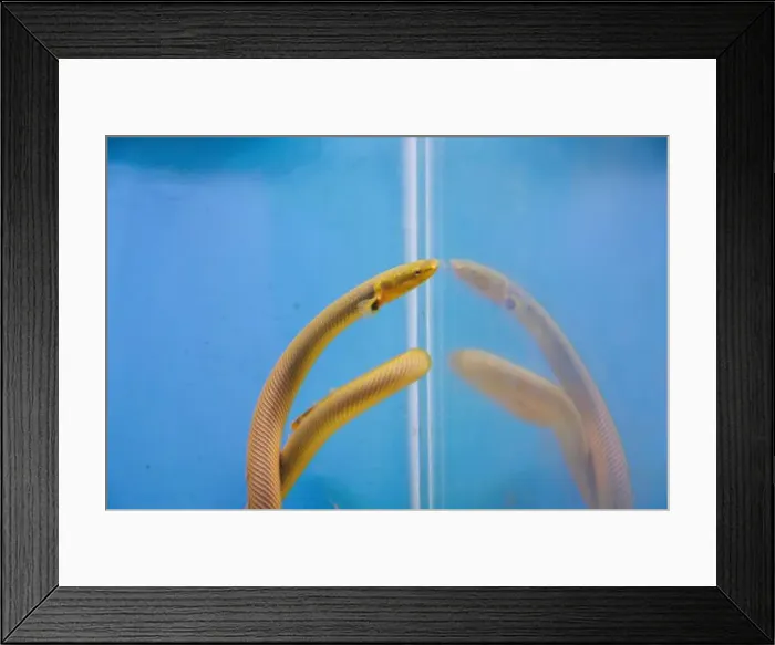 Framed Print : The reedfish, ropefish, or snakefish - (Erpetoichthys calabaricus), photographing in freshwater aquarium tank Framed Print : The reedfish, ropefish, or snakefish - (Erpetoichthys calabaricus), photographing in freshwater aquarium tank