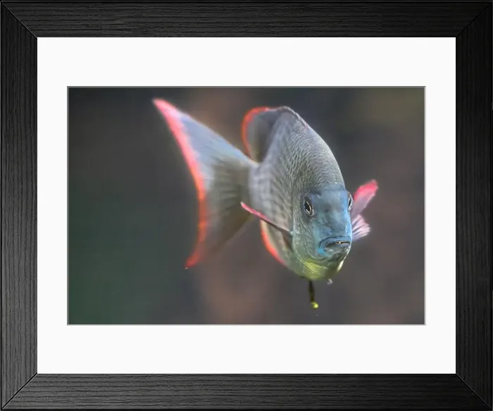 Framed Print : Pinstripe Damba Cichlid (Paretroplus menarambo) Framed Print : Pinstripe Damba Cichlid (Paretroplus menarambo)