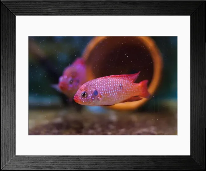 Framed Print : Blood-Red Jewel Cichlid - Hemichromis lifalili Framed Print : Blood-Red Jewel Cichlid - Hemichromis lifalili