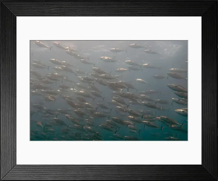 Framed Print : A school of Skipjack Tuna (Katsuwonus pelamis) in Cabo San Lucas, BCS, Mexico Framed Print : A school of Skipjack Tuna (Katsuwonus pelamis) in Cabo San Lucas, BCS, Mexico