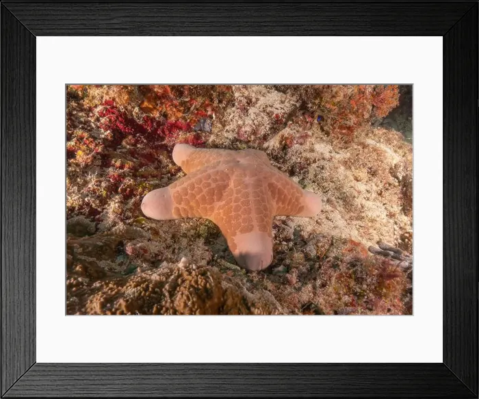 Framed Print : Starfish On the seabed at the Tubbataha Reefs Philippines Framed Print : Starfish On the seabed at the Tubbataha Reefs Philippines