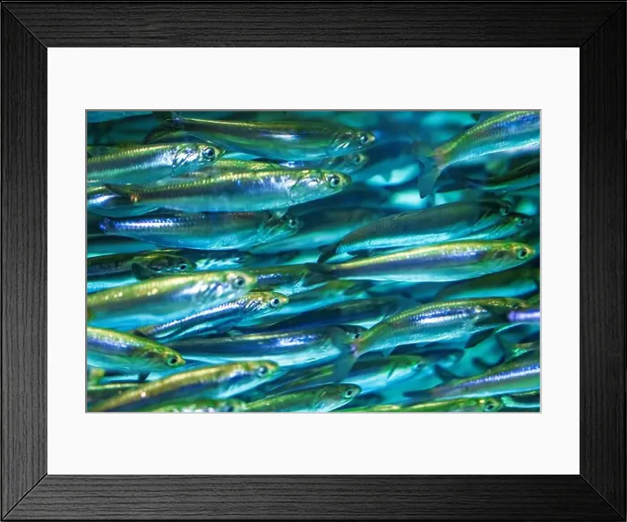 Framed Print : A school of anchovies swimming rapidly Framed Print : A school of anchovies swimming rapidly