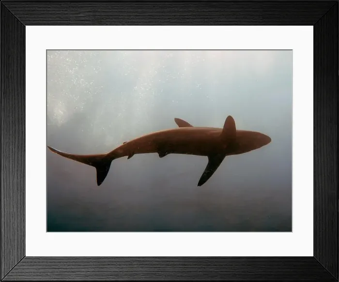 Framed Print : Silky Shark (Carcharhinus falciformis) in the Pacific Ocean, Baja California Sur, Mexico Framed Print : Silky Shark (Carcharhinus falciformis) in the Pacific Ocean, Baja California Sur, Mexico