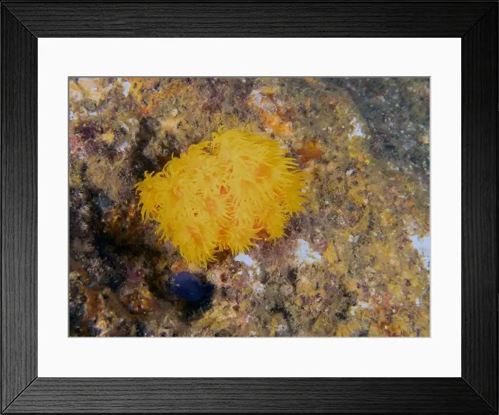 Framed Print : Orange Cup Coral (Tubastraea coccinea) in Baja California, Mexico Framed Print : Orange Cup Coral (Tubastraea coccinea) in Baja California, Mexico