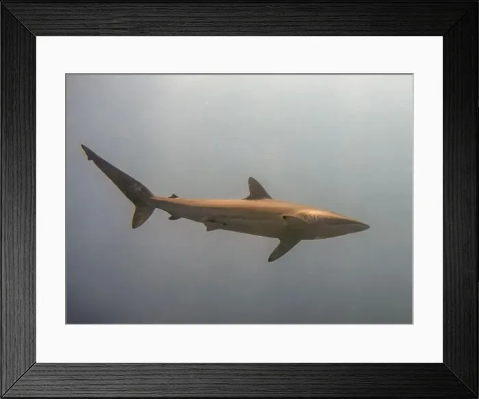 Framed Print : Silky Shark (Carcharhinus falciformis) in the Pacific Ocean, Baja California Sur, Mexico Framed Print : Silky Shark (Carcharhinus falciformis) in the Pacific Ocean, Baja California Sur, Mexico